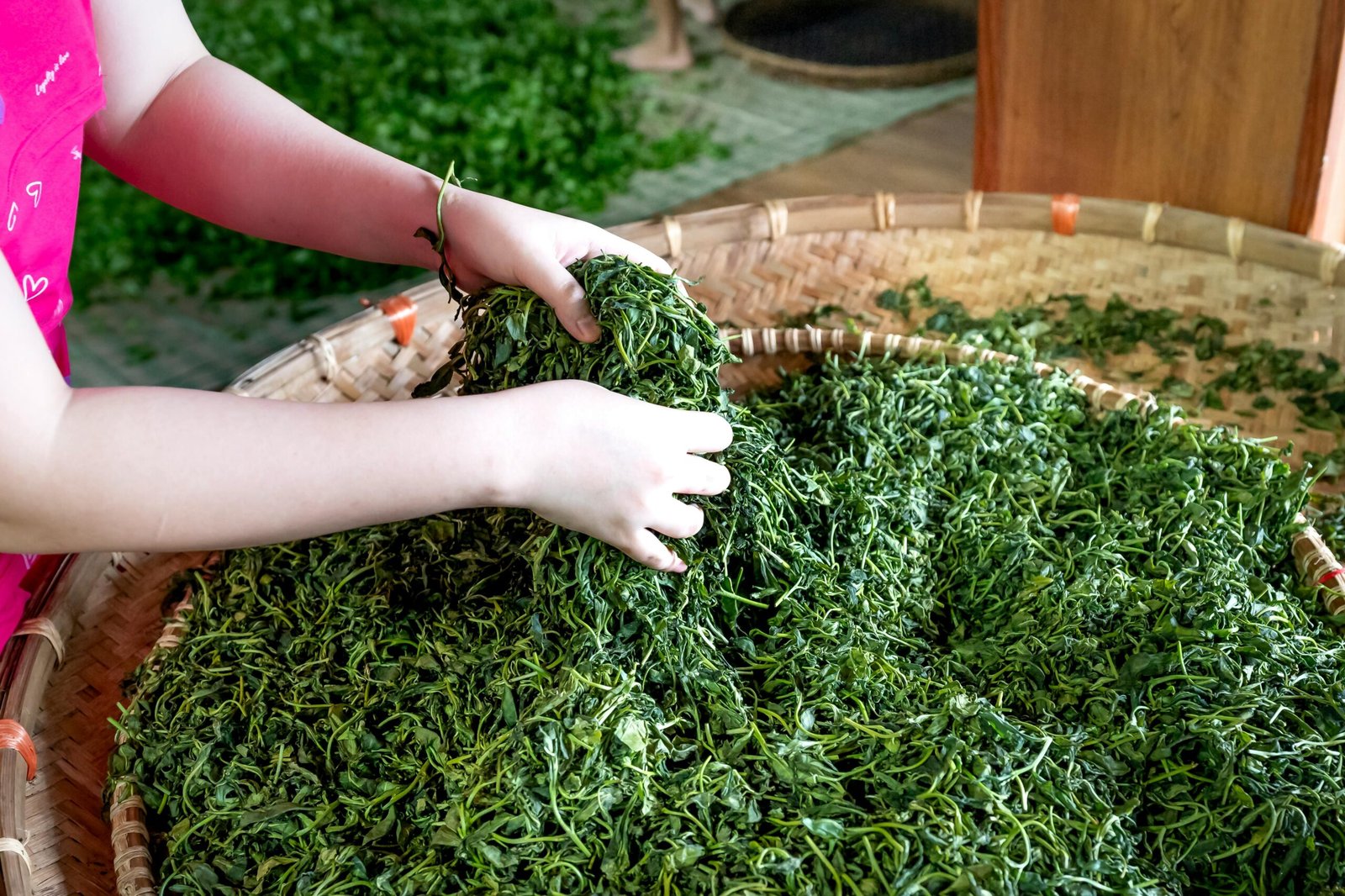 Hands sorting green tea leaves in a woven basket, showcasing traditional production methods.